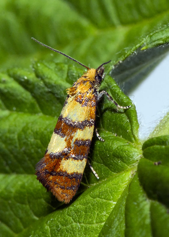 Tortricidae Aethes tesserana